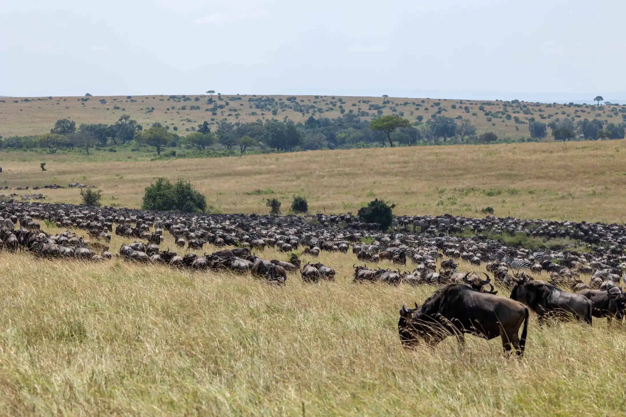 Maasai Mara