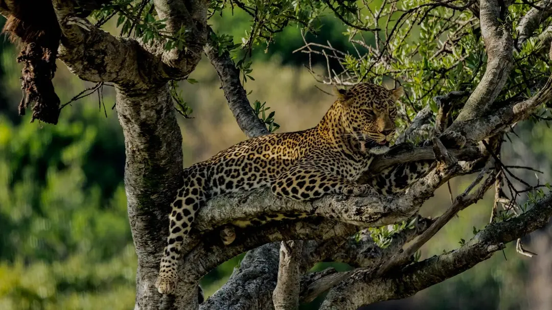 Safari Experience