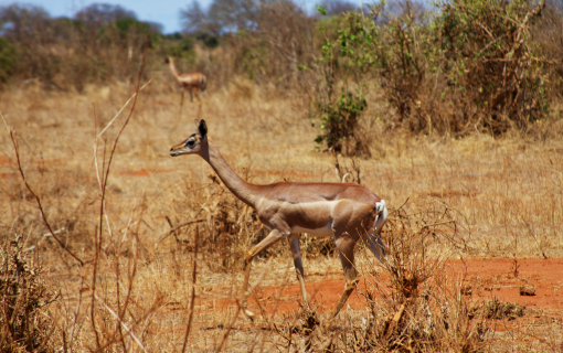 gerenuk-safari