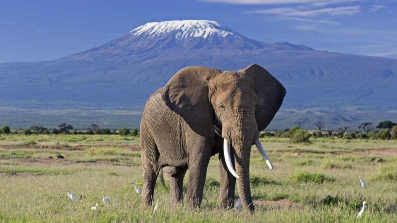 tsavo-west-safari