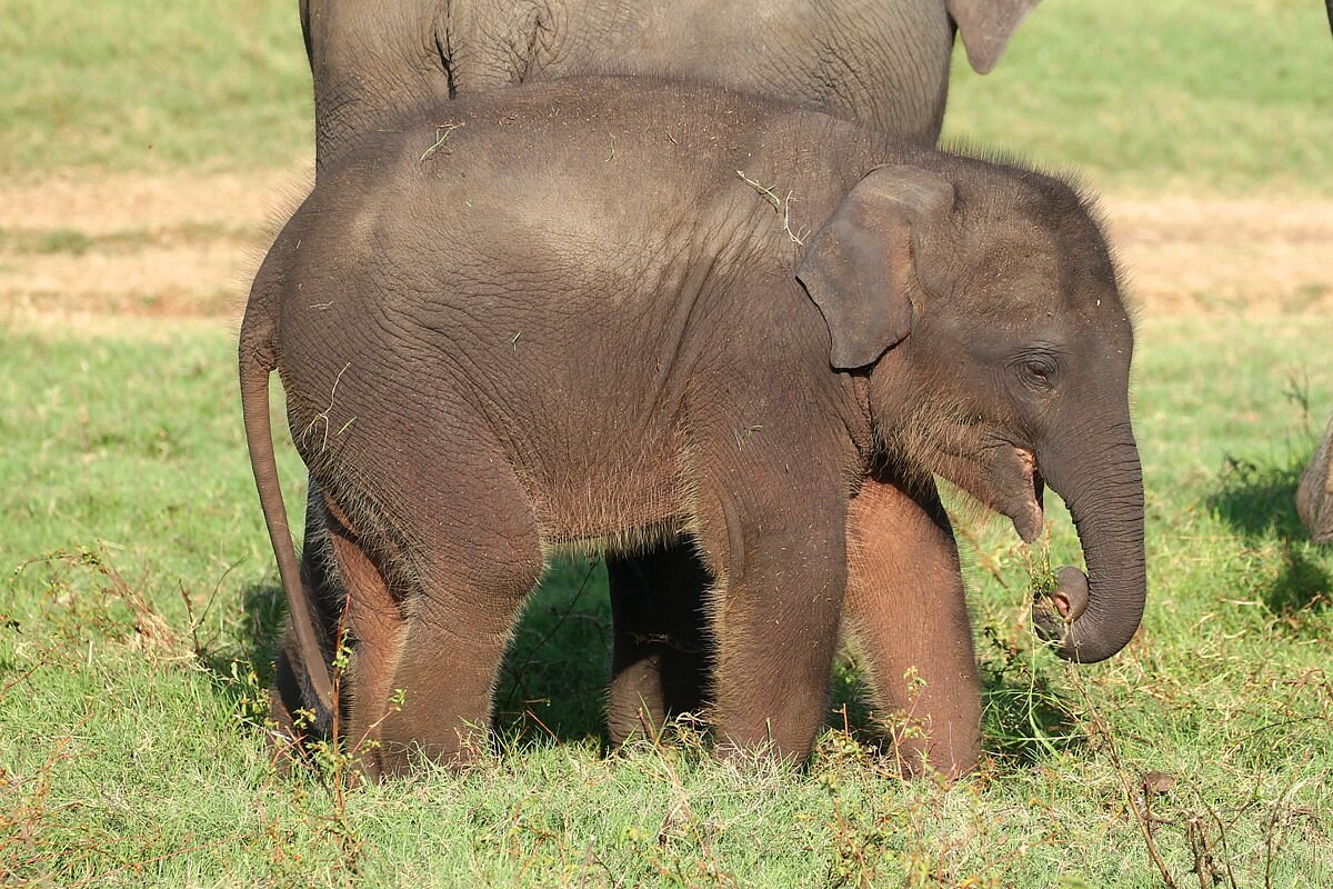 tusker-safari