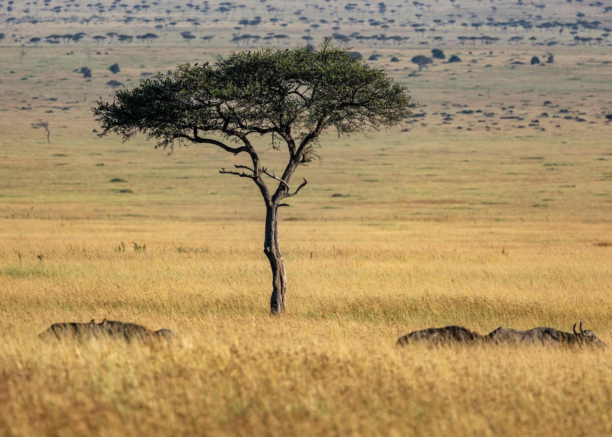 Kenya safari