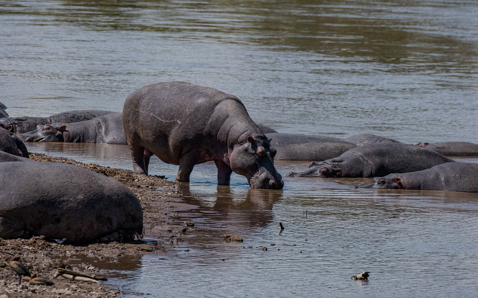 Meander Africa safaris