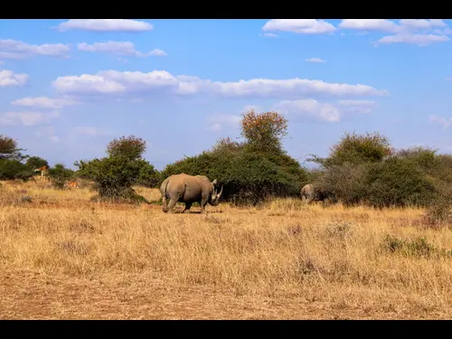 Kenyan safari