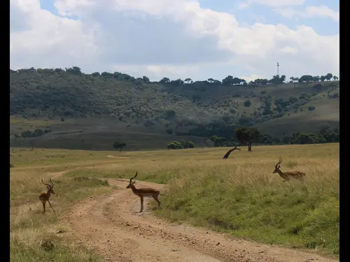 Kenyan safari