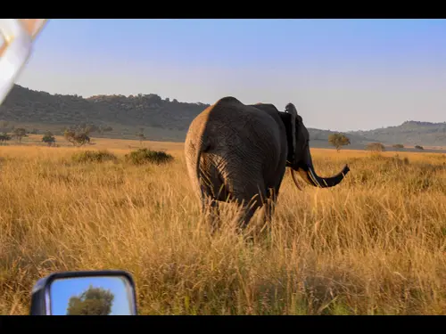 Kenyan safari