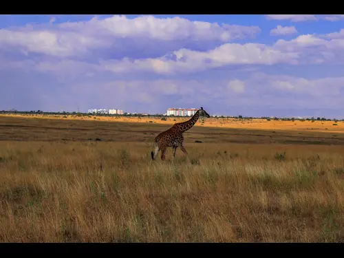 Kenyan safari