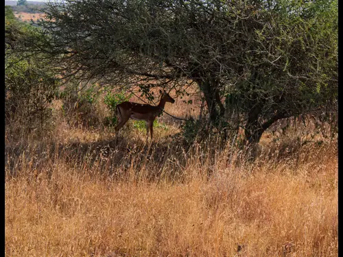 Kenyan safari