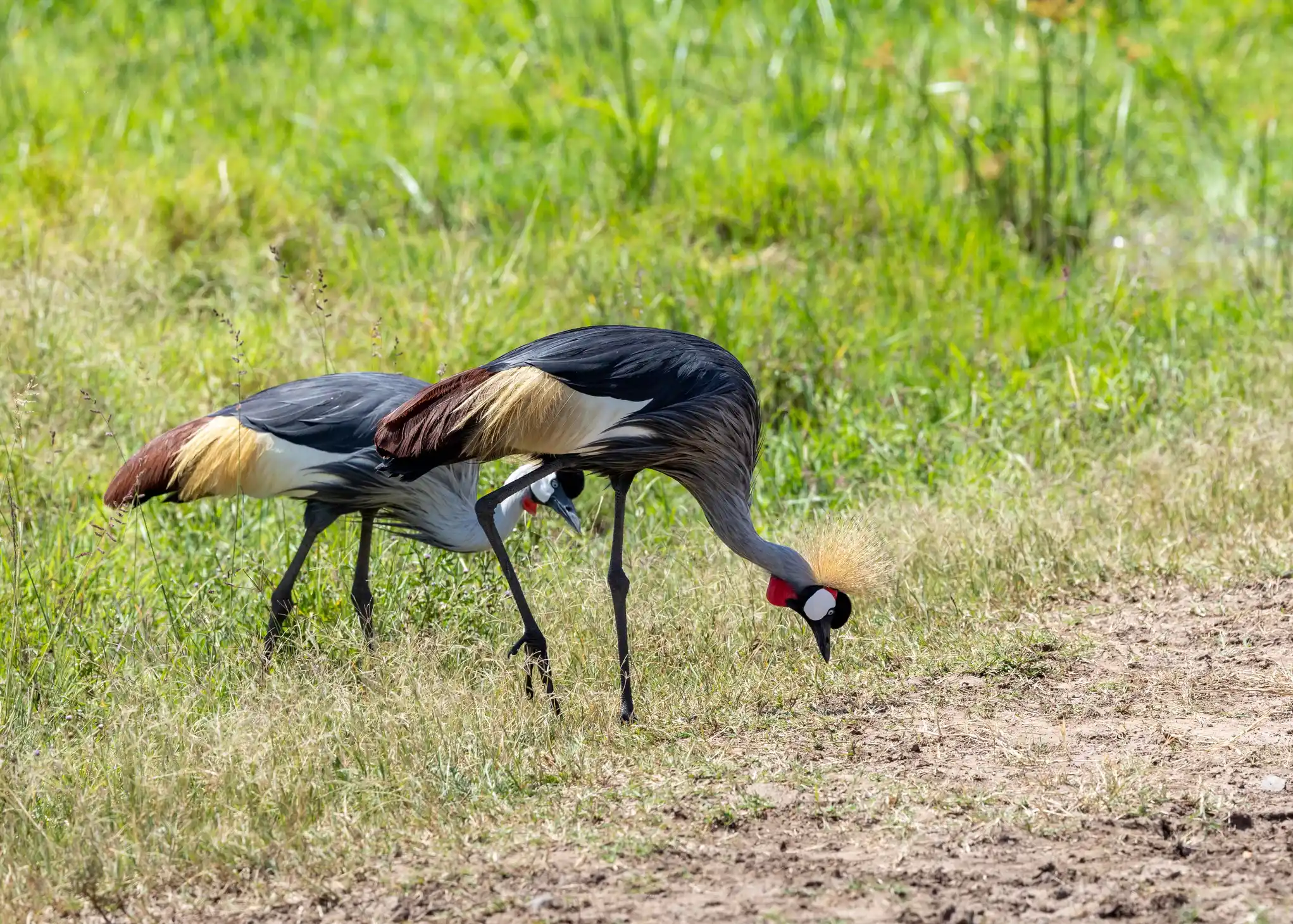 Meander Africa Safari 2