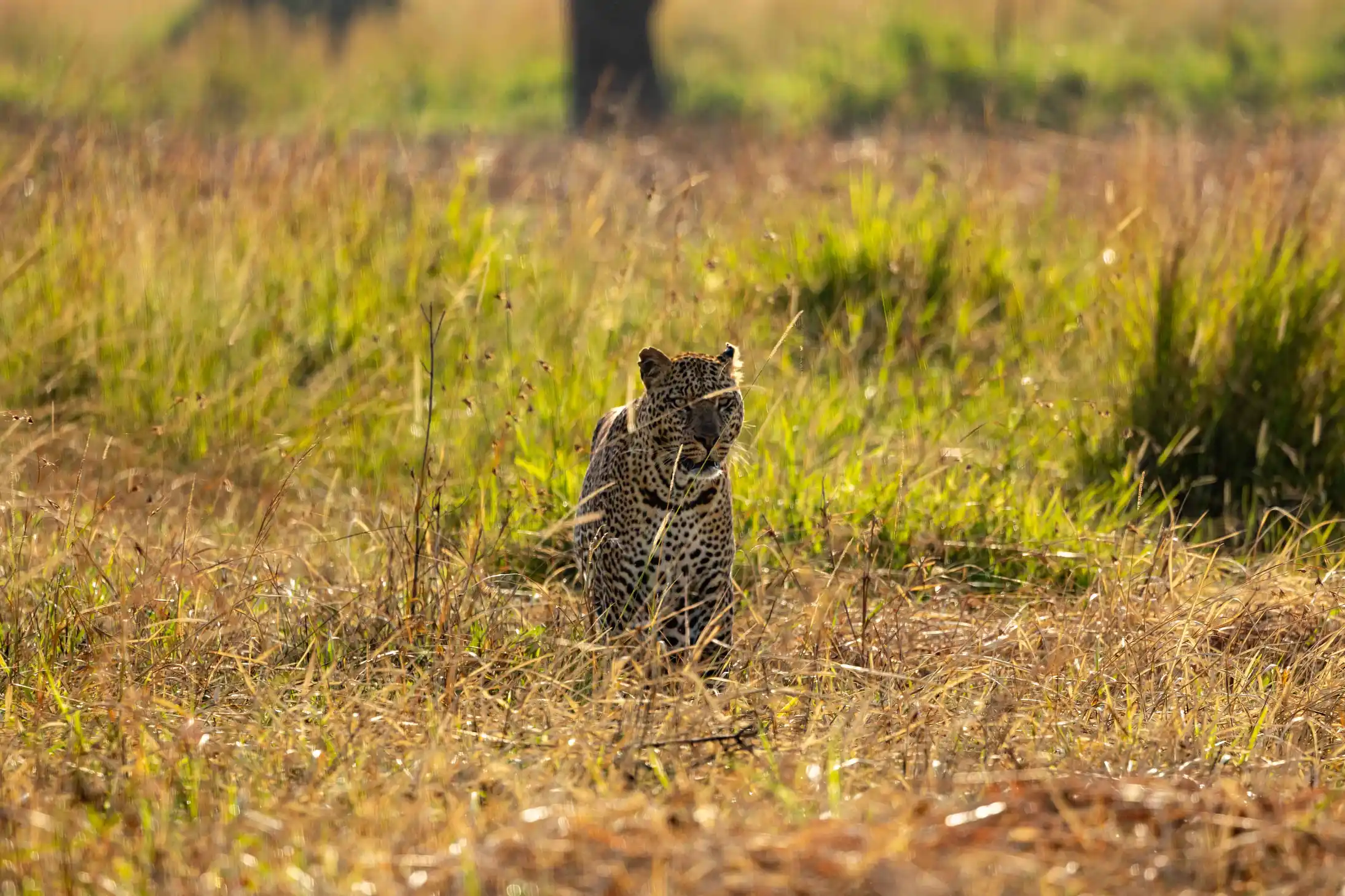 Meander Africa Safari 4