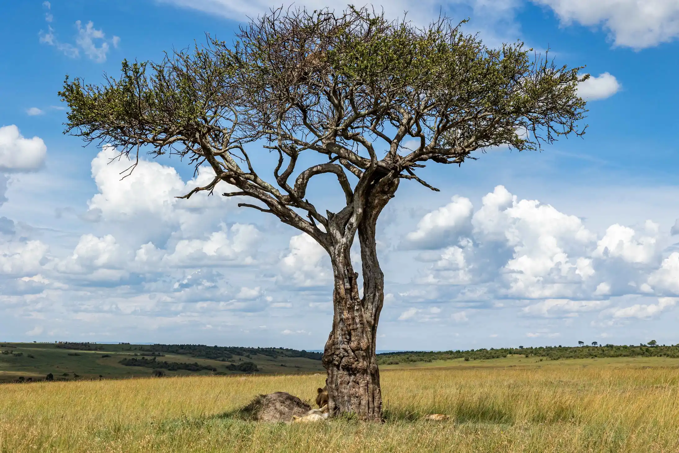 Meander Africa Safari 5