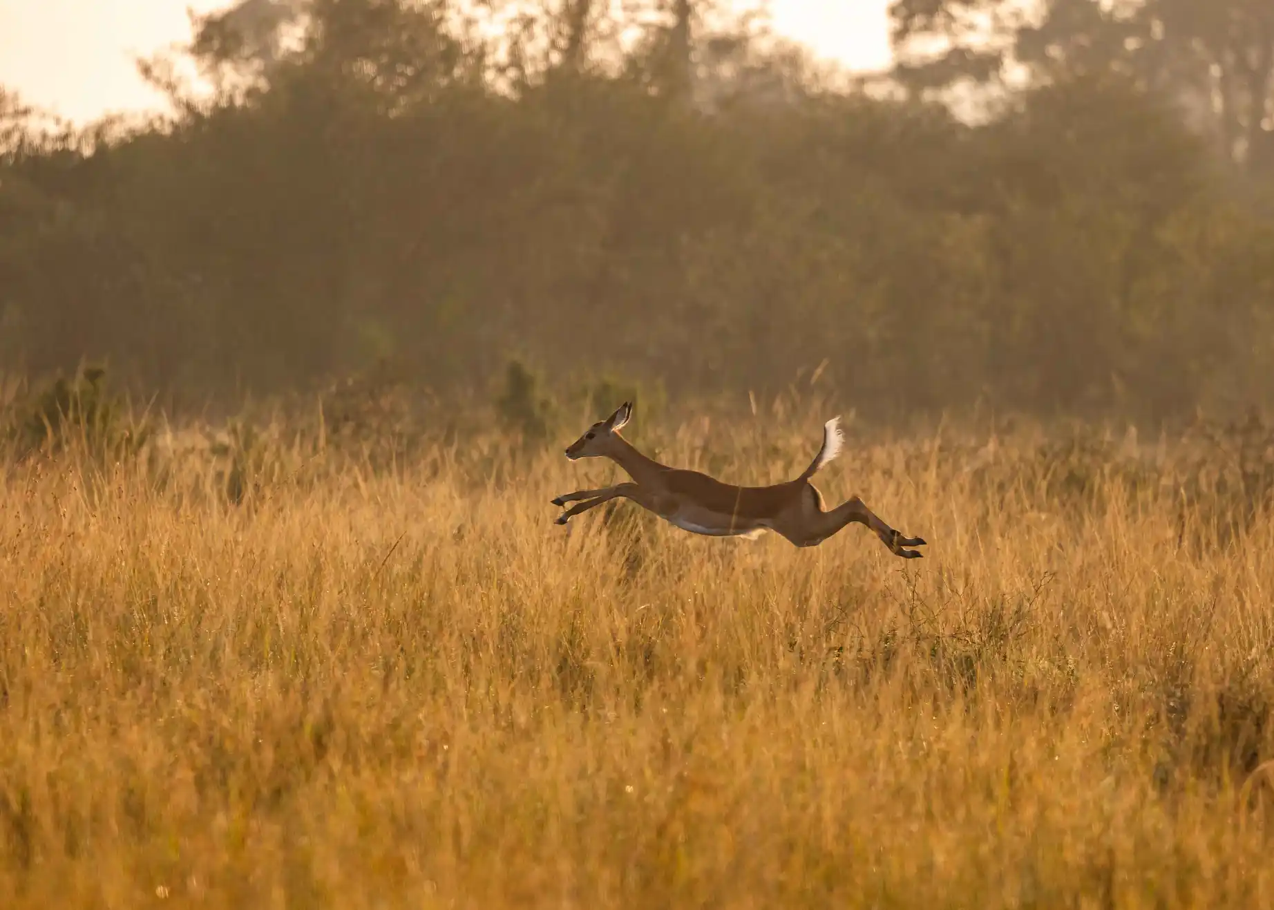 Meander Africa Safari 6