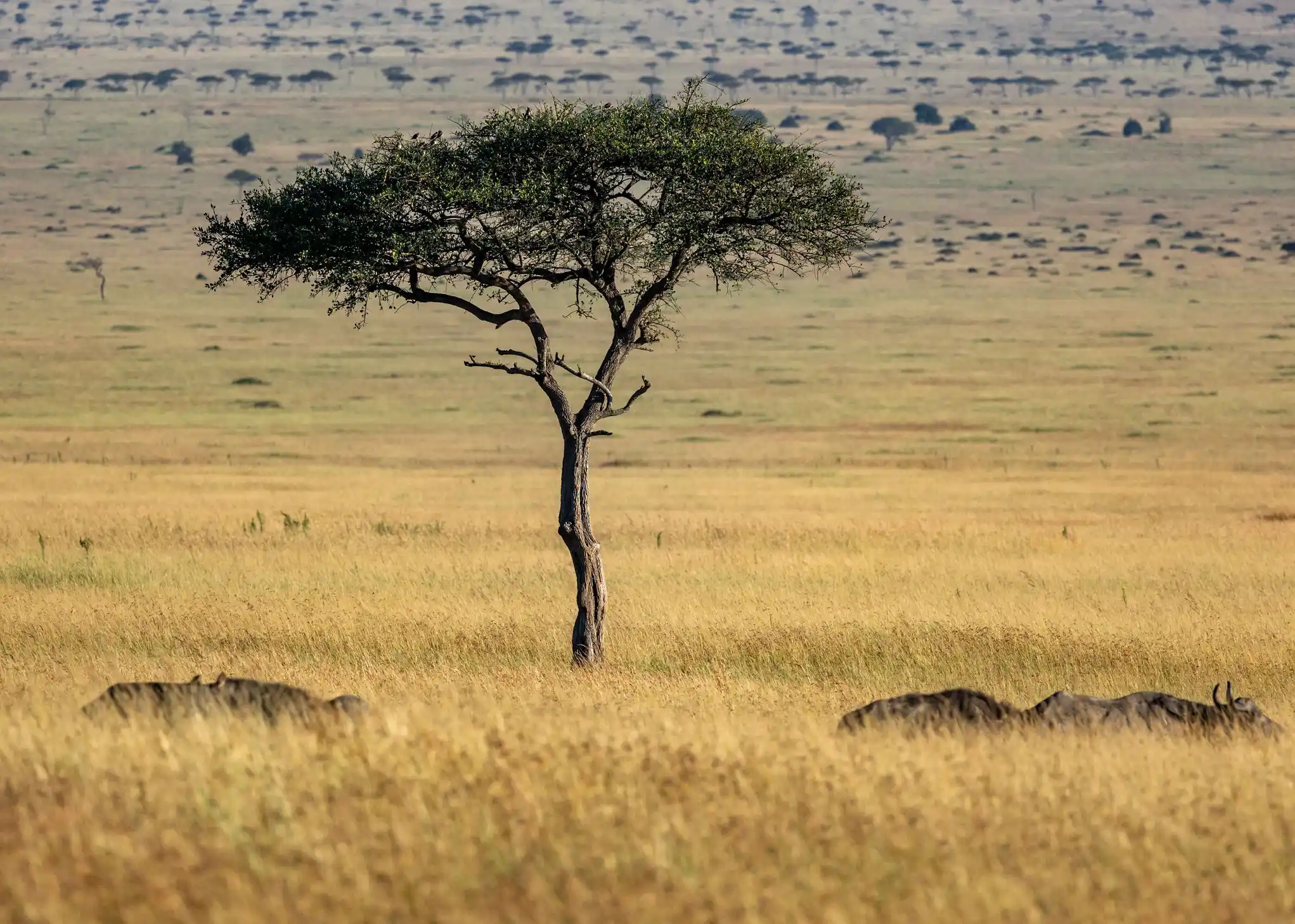 Meander Africa Safari 7