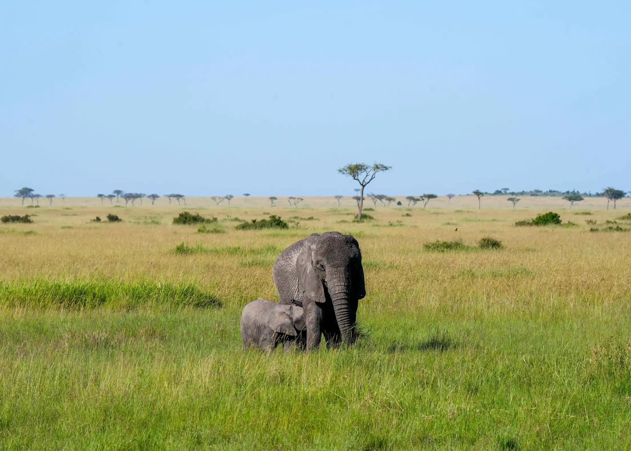 Meander Africa Safari 8