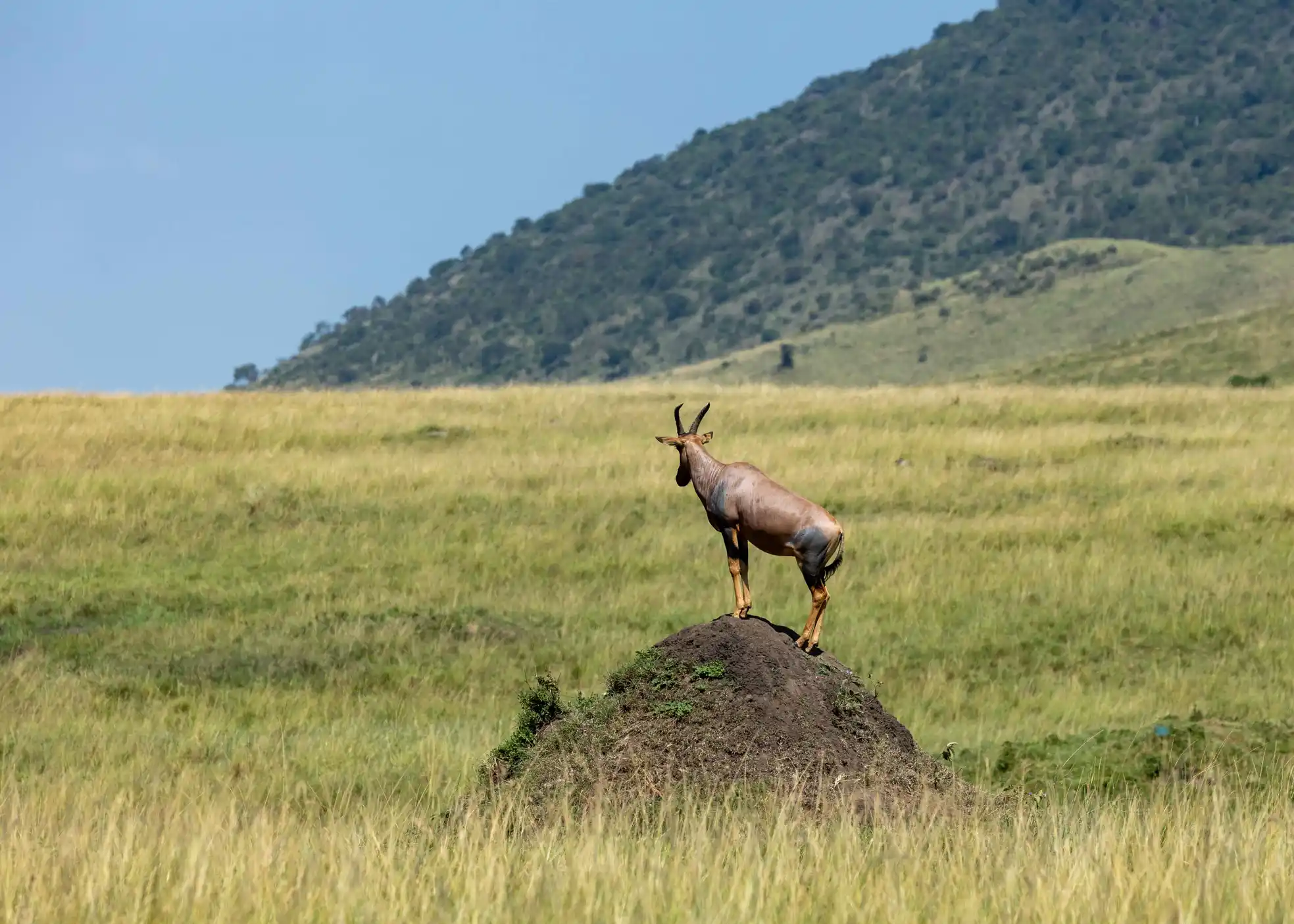 Meander Africa Safari 9