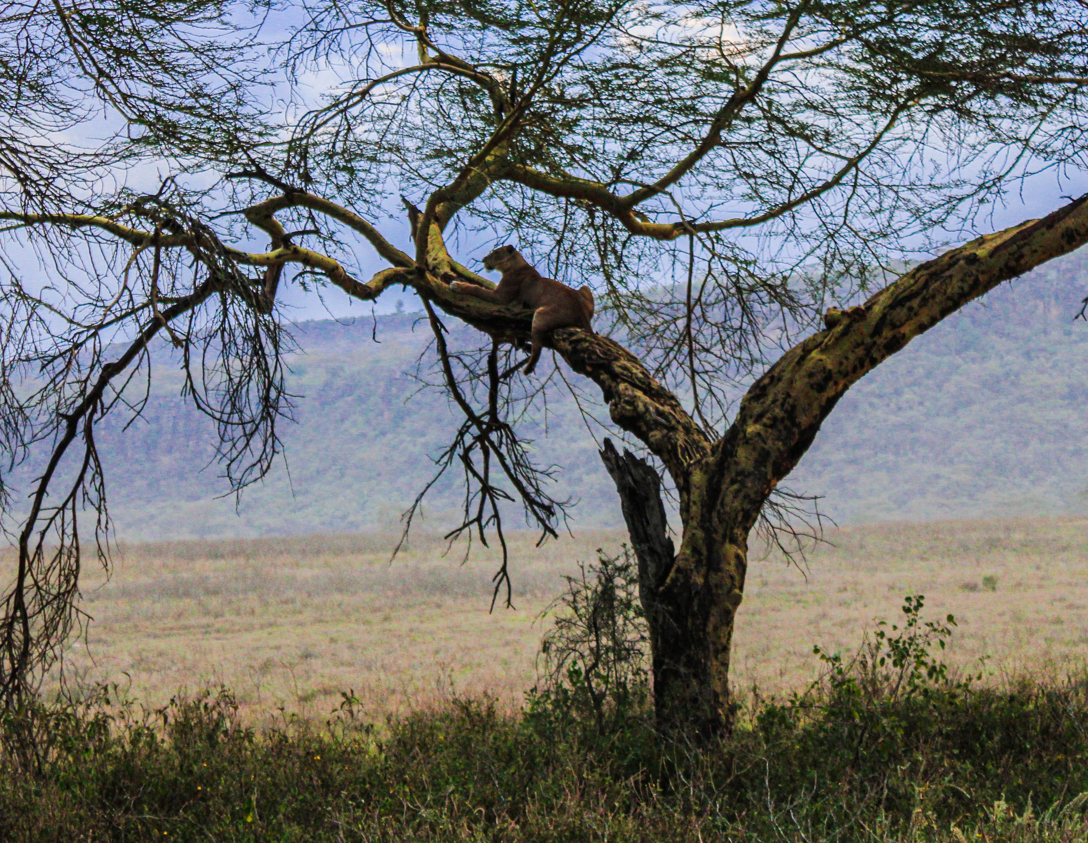 Cheetah Image