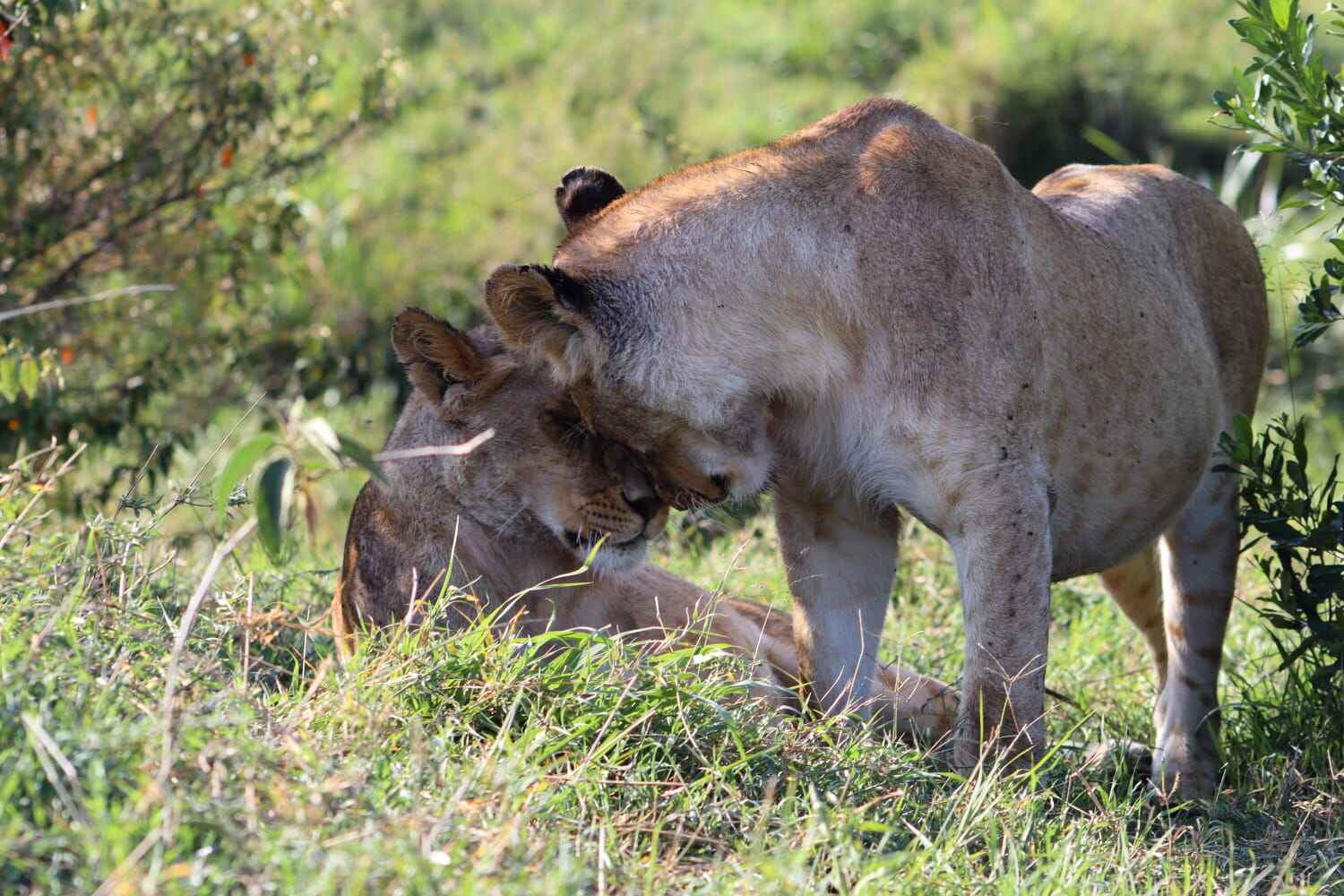 Kenyan safari image 2