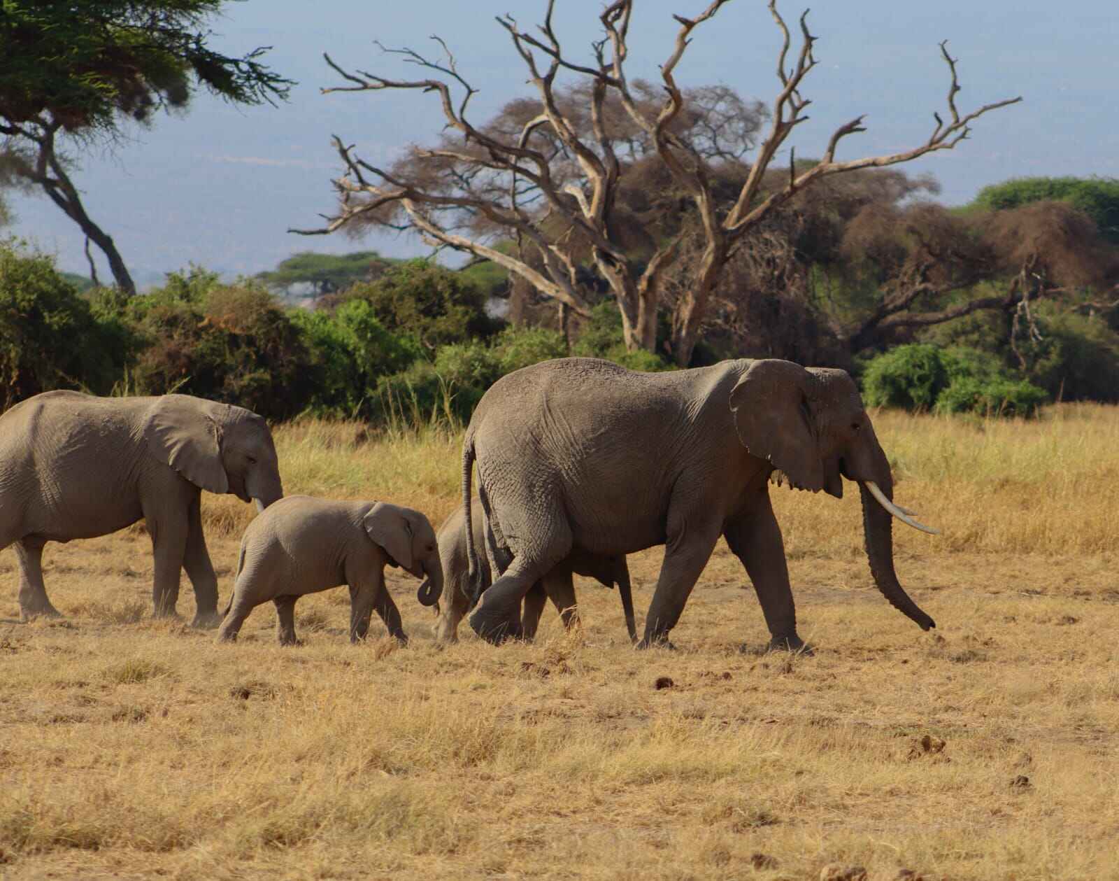 Kenyan safari image 4