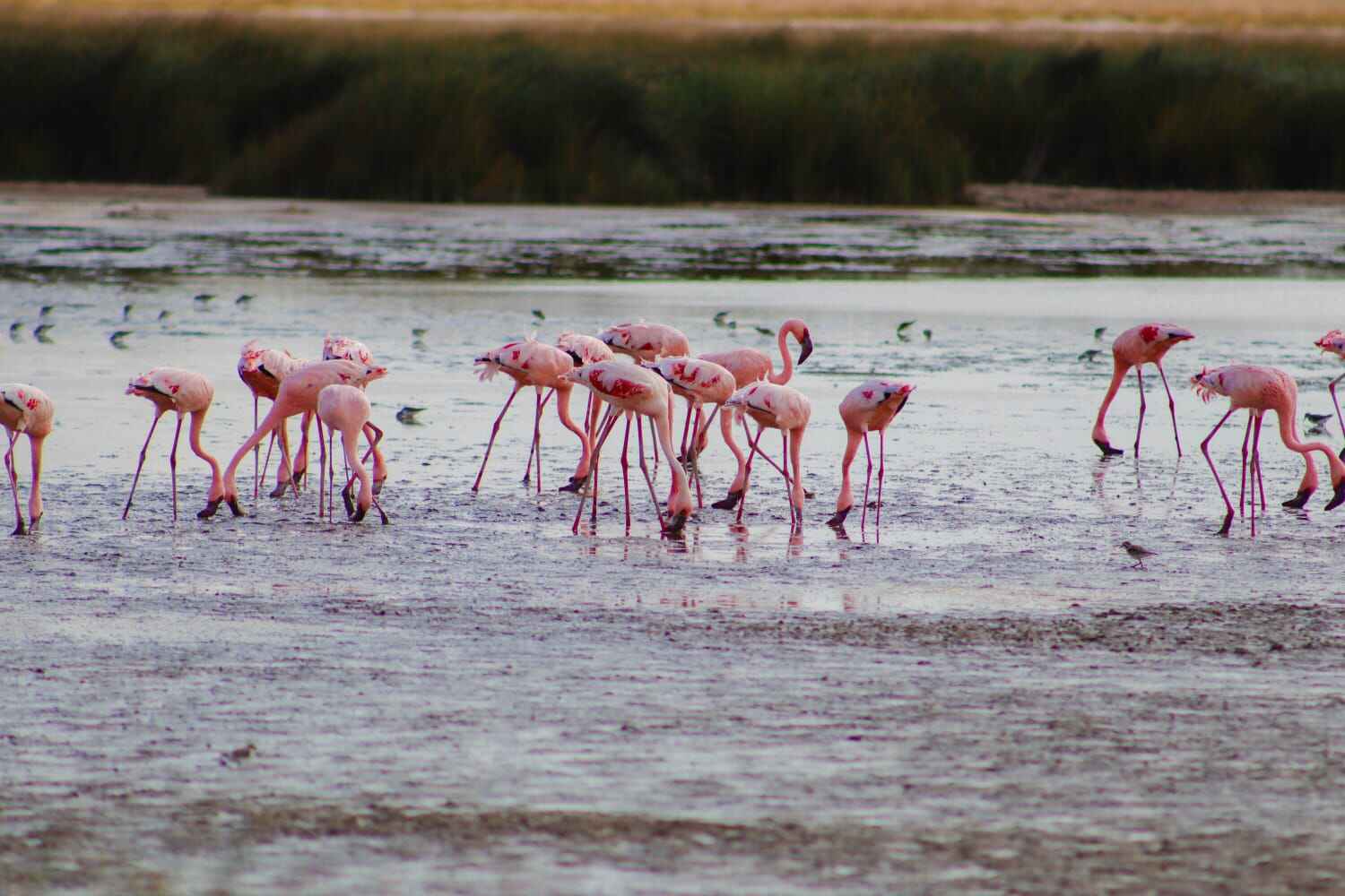 Kenyan safari image 6