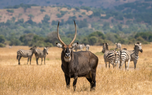 Akagera National Park