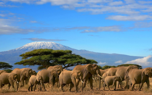 Amboseli National Park