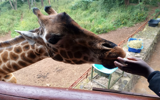 Giraffe Centre