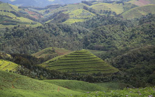 Gishwati Mukura National Park