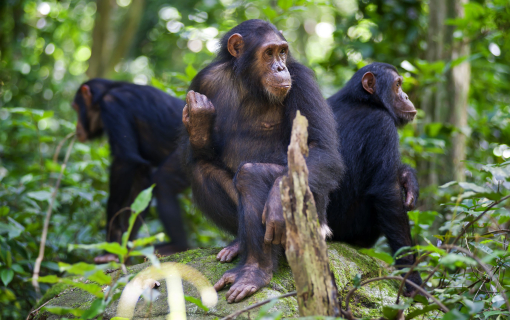 Gombe National Park