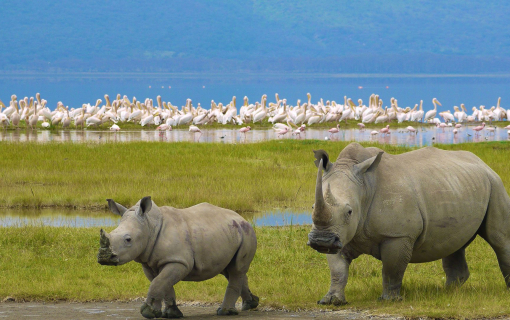 Lake Nakuru National Reserve