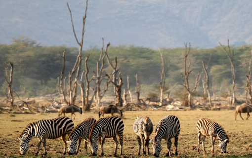 Lake Manyara National Park