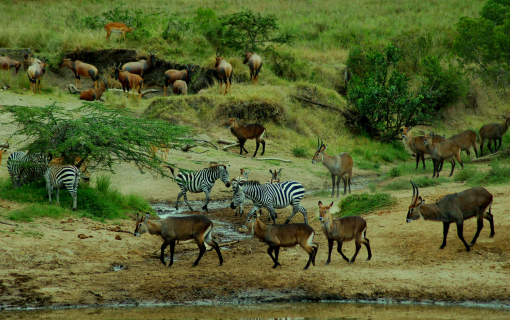Mara North Conservancy