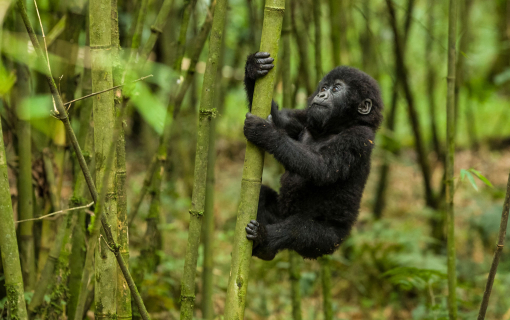 Mgahinga Gorilla National Park