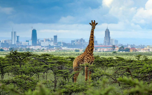 Nairobi National Park