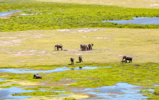 Ol Kinyei Conservancy