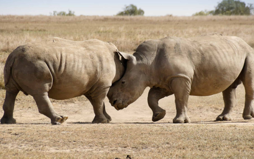 Ol Pejeta Game Sanctuary