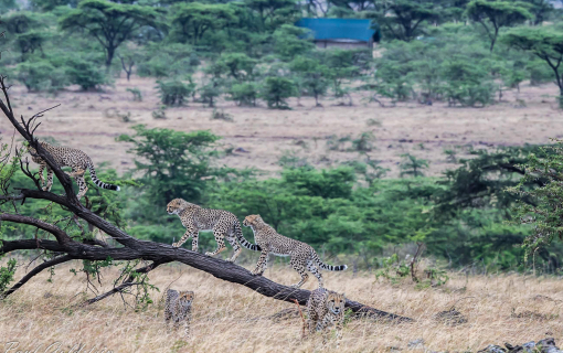 Olare Mutorogi Conservancy