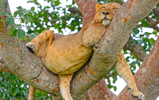 Queen Elizabeth National Park
