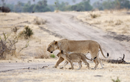 Ruaha National Park