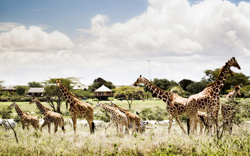 Segera Wildlife Conservancy