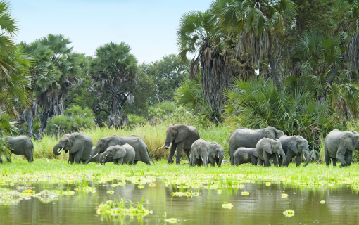 Selous National Reserve