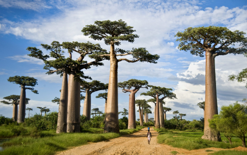 Tarangire National Park