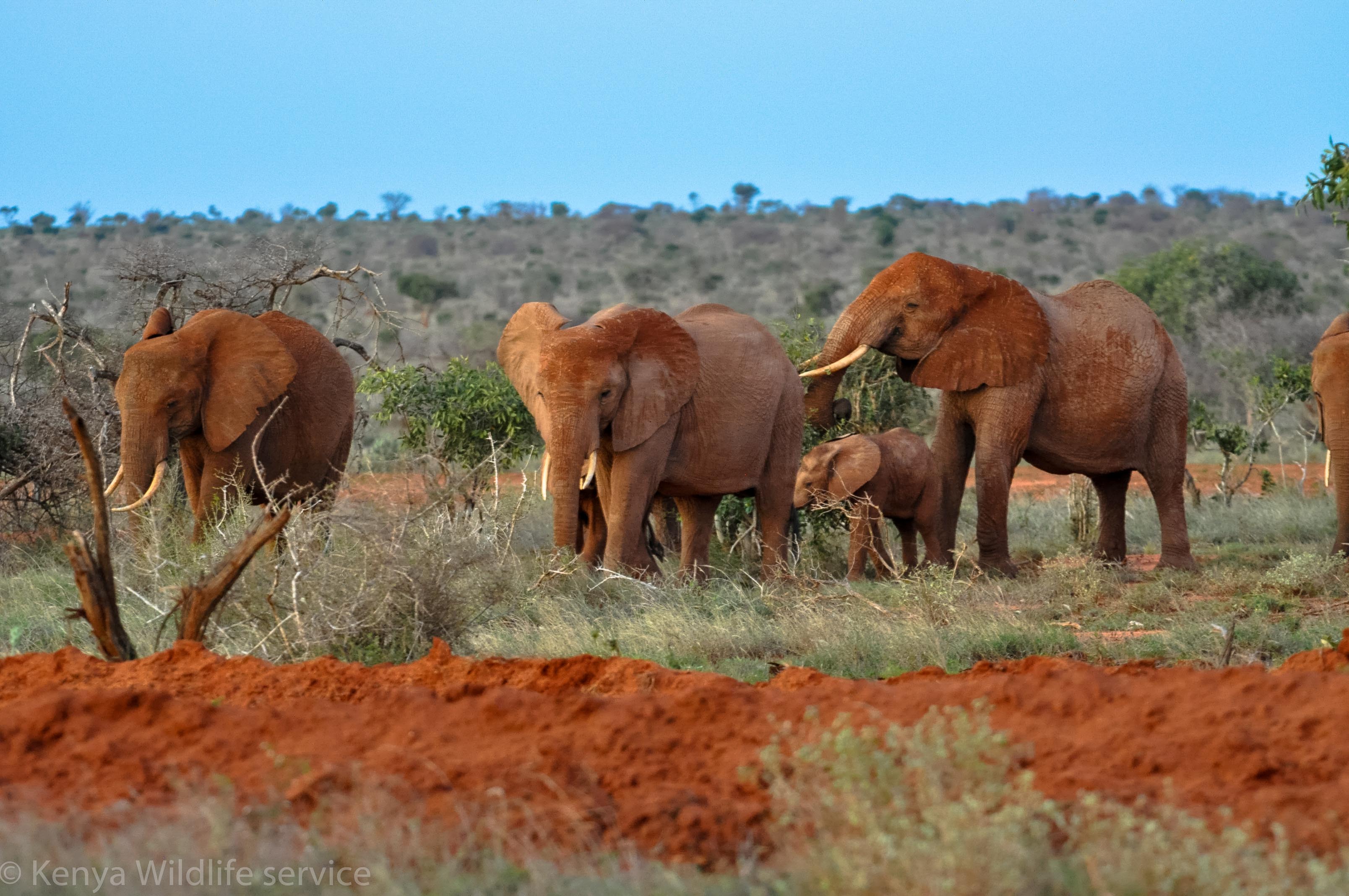 Tsavo East National Park
