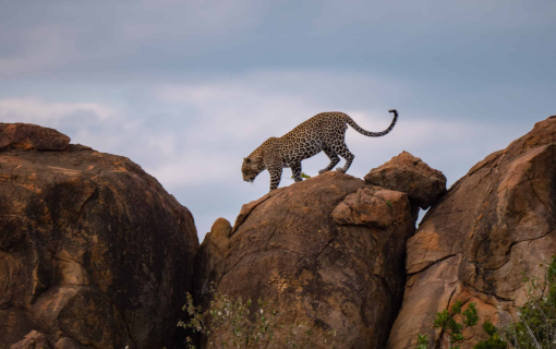 Tsavo West National Park