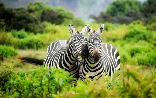 Mikumi National Reserve