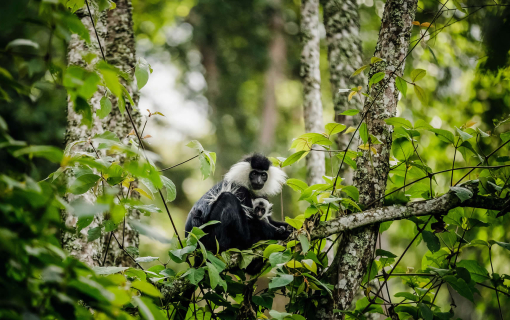 Nyungwe National Park