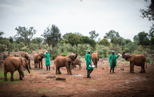 David Sheldrick Wildlife Trust