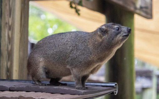 hyrax-safari