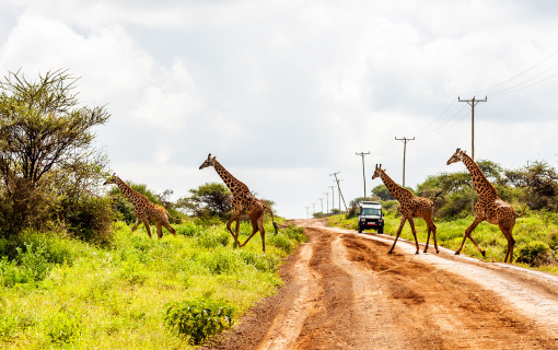 northern-trails-safari