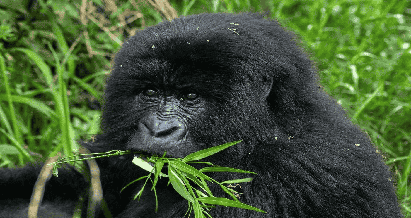 rwanda-gorilla-safari