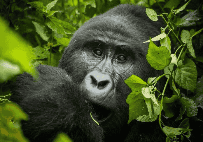 rwanda-wildlife-primates-safari